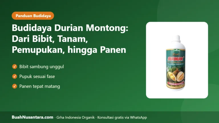 PASAR Luas Buah Besar! Budidaya Durian Montong dari Bibit, Tanam, Pupuk, hingga Panen