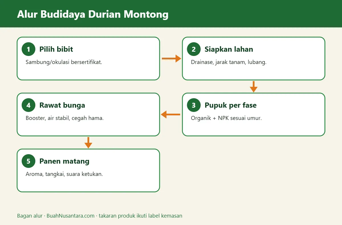 Bagan alur budidaya durian montong