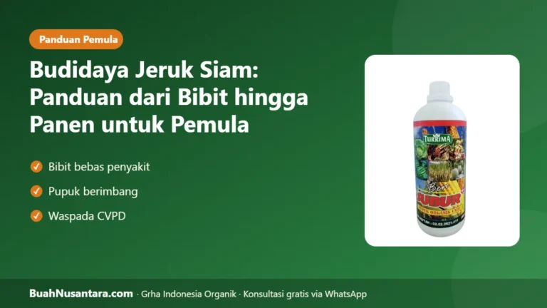 CEPAT Berbuah Pasar Luas! Budidaya Jeruk Siam untuk Pemula dari Bibit hingga Panen