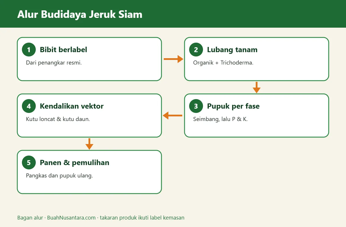 Bagan alur budidaya jeruk siam