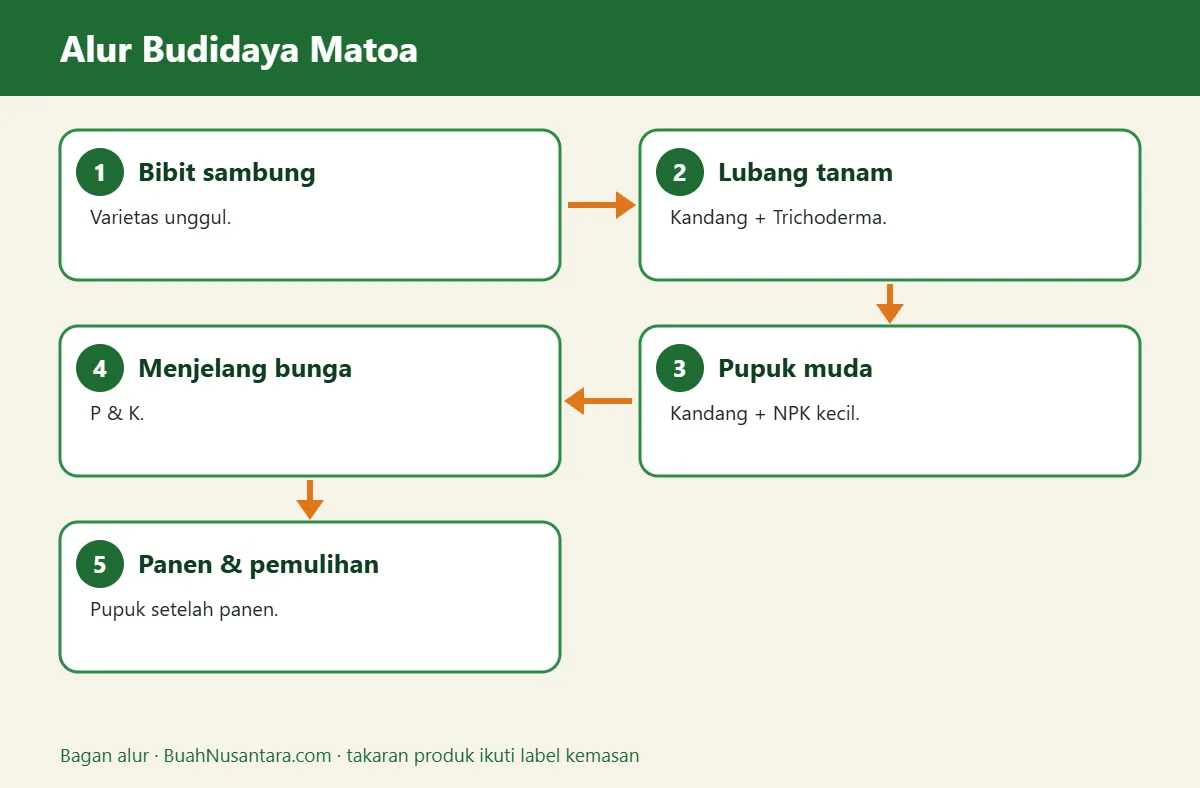Bagan alur budidaya matoa