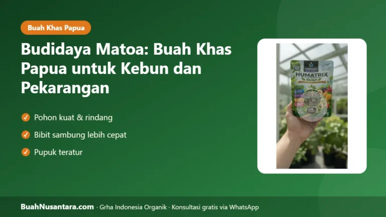 BUAH KHAS PAPUA Bernilai Tinggi! Budidaya Matoa untuk Kebun dan Pekarangan