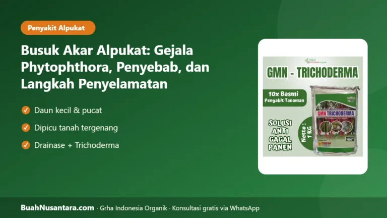 DAUN Alpukat Kecil Pucat? Busuk Akar Phytophthora Penyebabnya, Ini Langkah Penyelamatannya