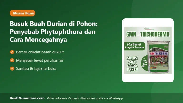 BUAH Durian Busuk di Pohon? Penyebab Phytophthora dan Cara Mencegahnya Sebelum Puncak Hujan