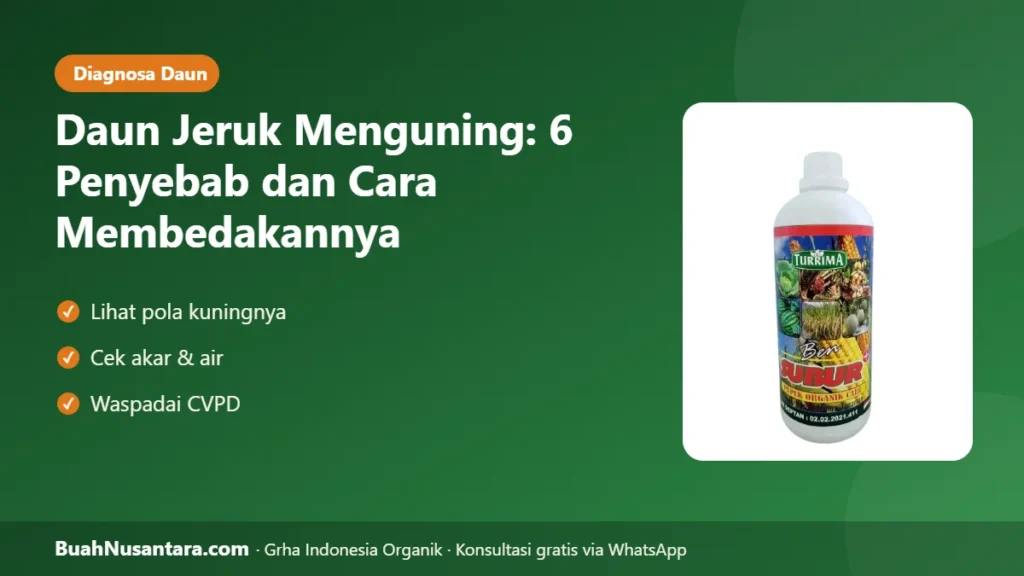 Daun jeruk menguning