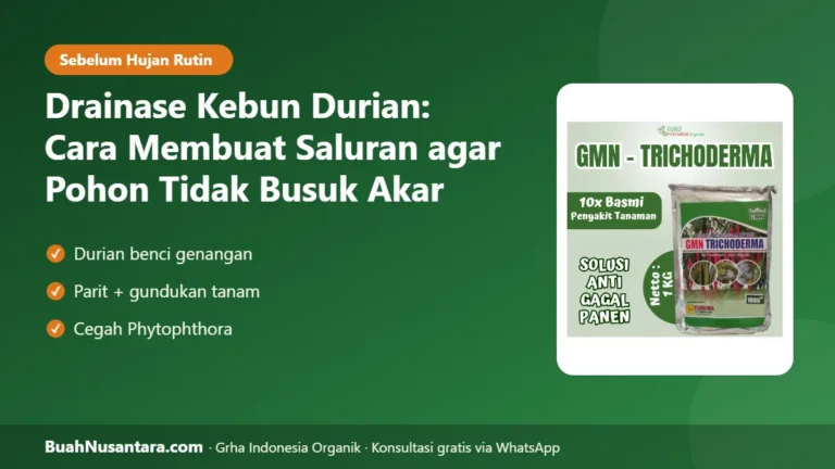 DURIAN Benci Genangan! Drainase Kebun Durian: Cara Membuat Saluran agar Tidak Busuk Akar Saat Hujan