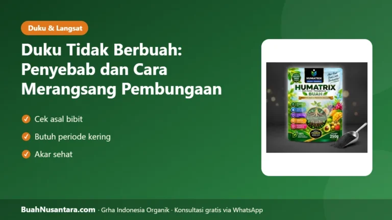 DUKU Bertahun-Tahun Tak Berbuah? Penyebab dan Cara Merangsang Pembungaan