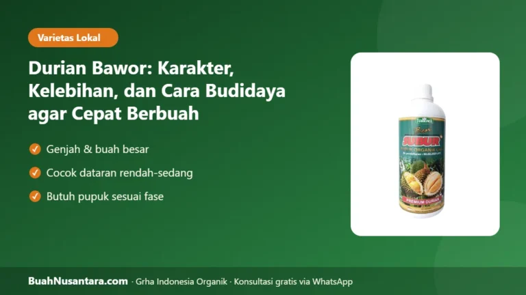 DURIAN LOKAL Genjah Buah Besar! Durian Bawor: Karakter, Kelebihan, dan Cara Budidayanya