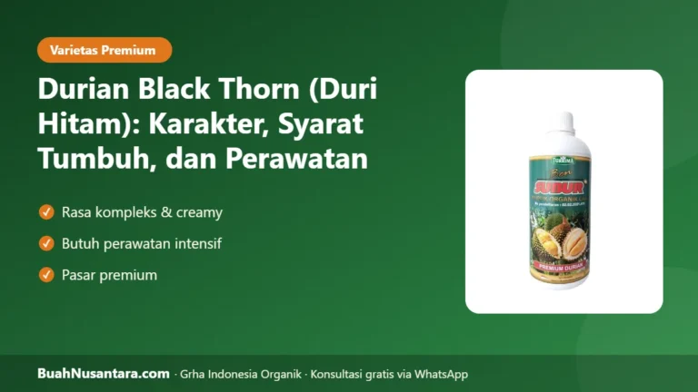DURIAN PREMIUM Malaysia! Black Thorn (Duri Hitam): Karakter, Syarat Tumbuh, dan Perawatannya