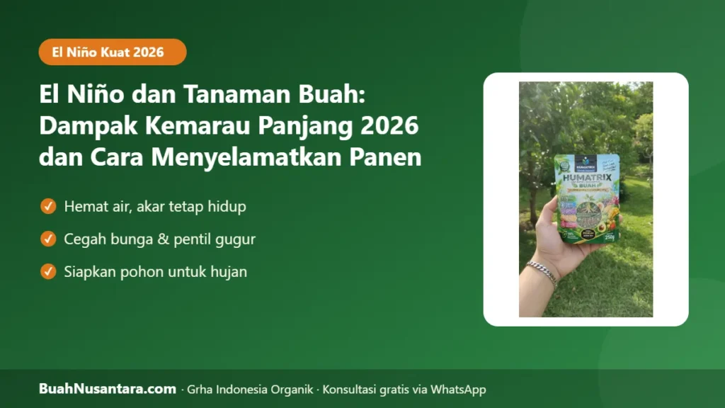 El nino tanaman buah