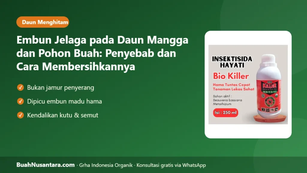 Embun jelaga