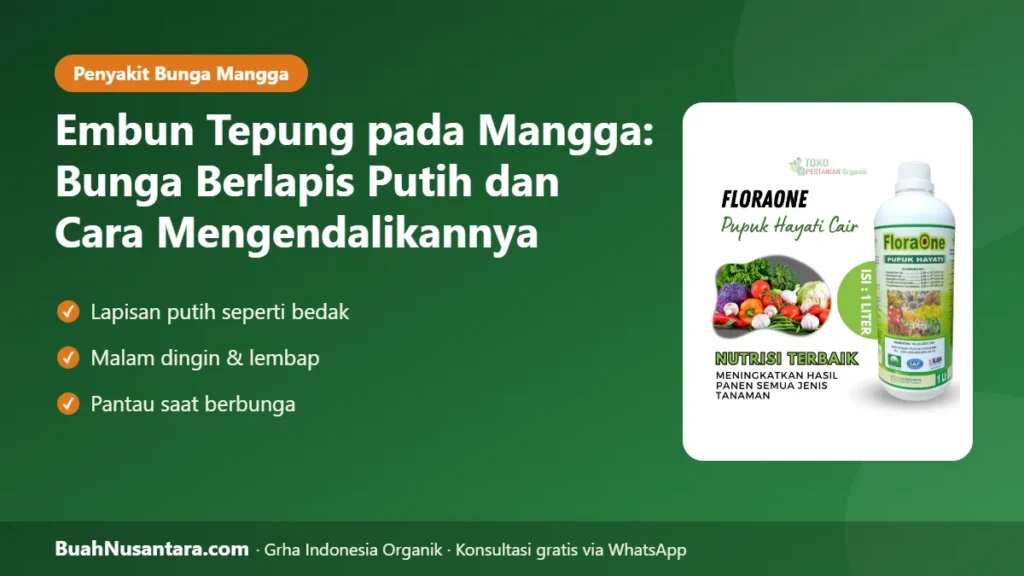 Embun tepung mangga