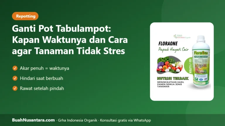 AKAR Sesak Tak Berbuah? Ganti Pot Tabulampot: Kapan Waktunya dan Cara agar Tidak Stres