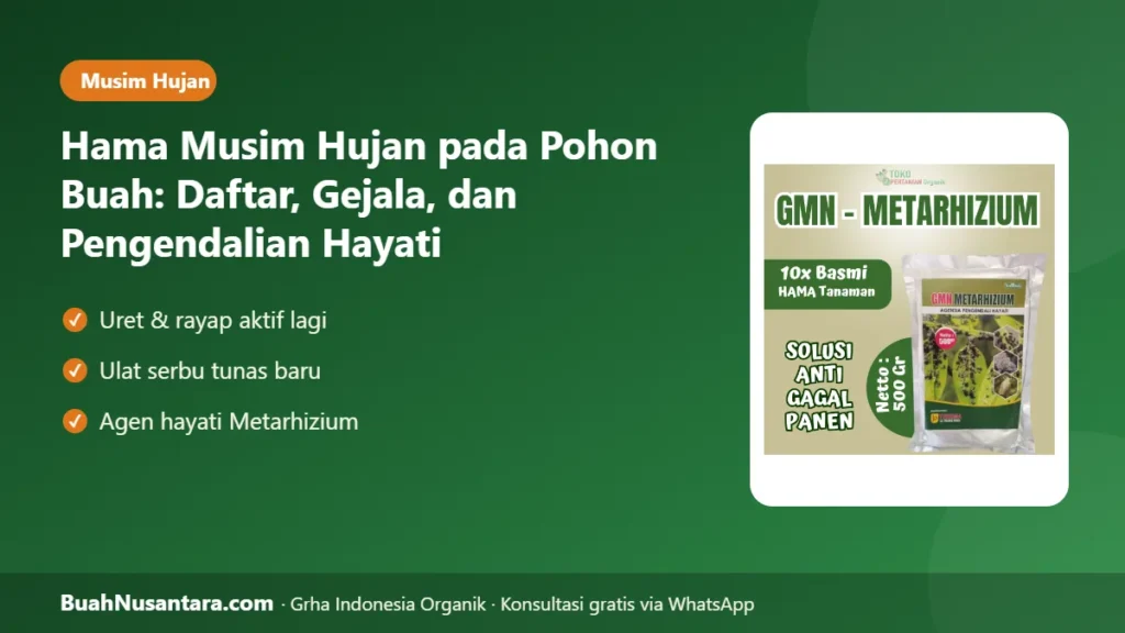 Hama musim hujan