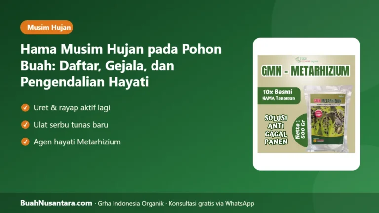 SERANGAN Datang Bersama Hujan! Hama Musim Hujan Pohon Buah dan Pengendalian Hayati dengan Metarhizium