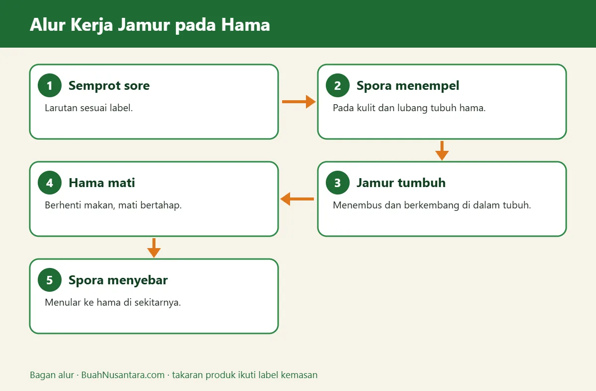 Bagan alur insektisida hayati biokiller