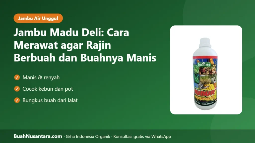 Jambu madu deli