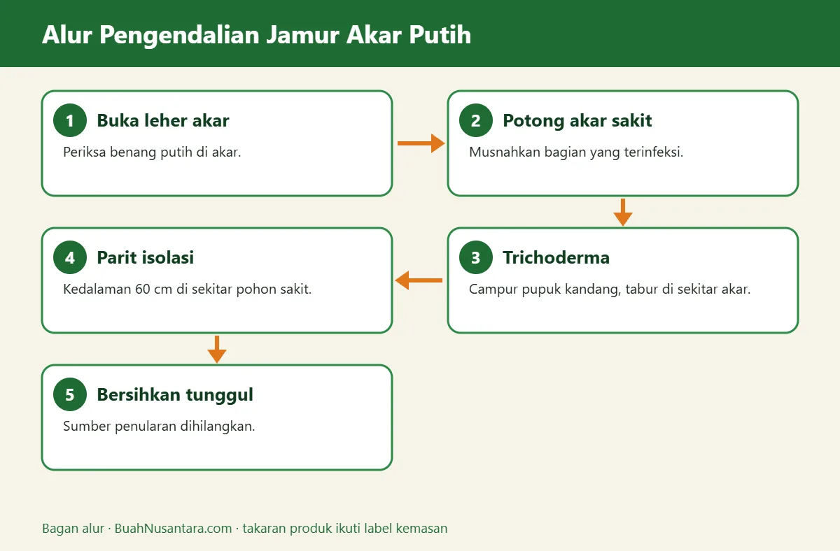 Bagan alur jamur akar putih