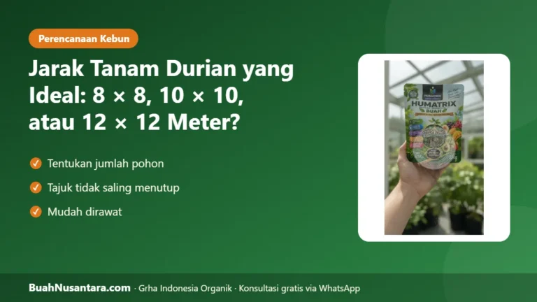 SALAH Jarak Tanam Panen Merosot! Jarak Tanam Durian Ideal: 8×8, 10×10, atau 12×12 Meter?