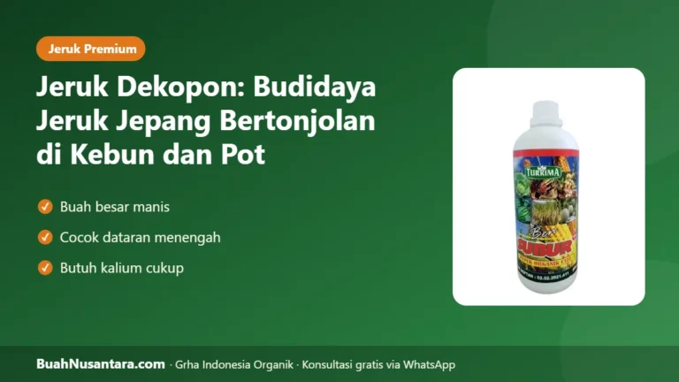 JERUK JEPANG Bertonjolan! Budidaya Jeruk Dekopon di Kebun dan Pot agar Manis