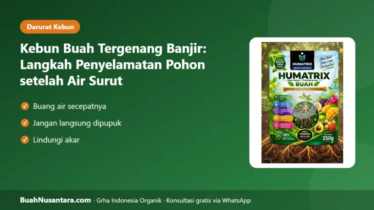 KEBUN Terendam Banjir? Langkah Darurat Menyelamatkan Pohon Buah setelah Air Surut