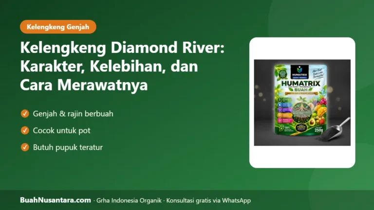 KELENGKENG Genjah untuk Pot! Diamond River: Karakter dan Cara Merawat agar Rajin Berbuah