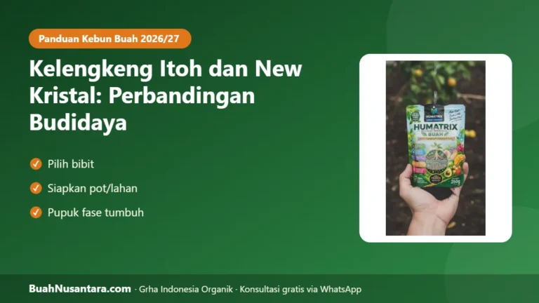 ITOH atau NEW KRISTAL? Perbandingan Budidaya Kelengkeng agar Tidak Salah Pilih Bibit