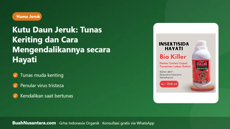 TUNAS Jeruk Keriting? Kutu Daun Jeruk Bisa Menularkan Virus, Kendalikan secara Hayati