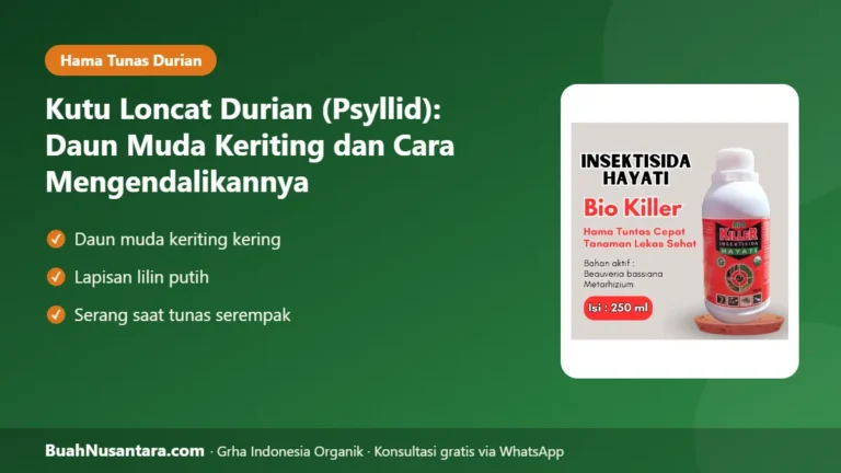 DAUN Muda Durian Keriting Kering? Kutu Loncat Durian Penyebabnya, Begini Mengendalikannya