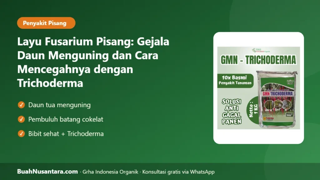 Layu fusarium pisang