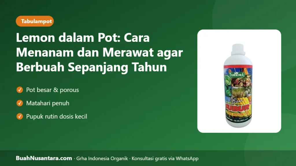 Lemon dalam pot