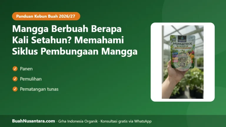 BISA Panen Dua Kali? Mangga Berbuah Berapa Kali Setahun dan Cara Mengatur Musim Buahnya