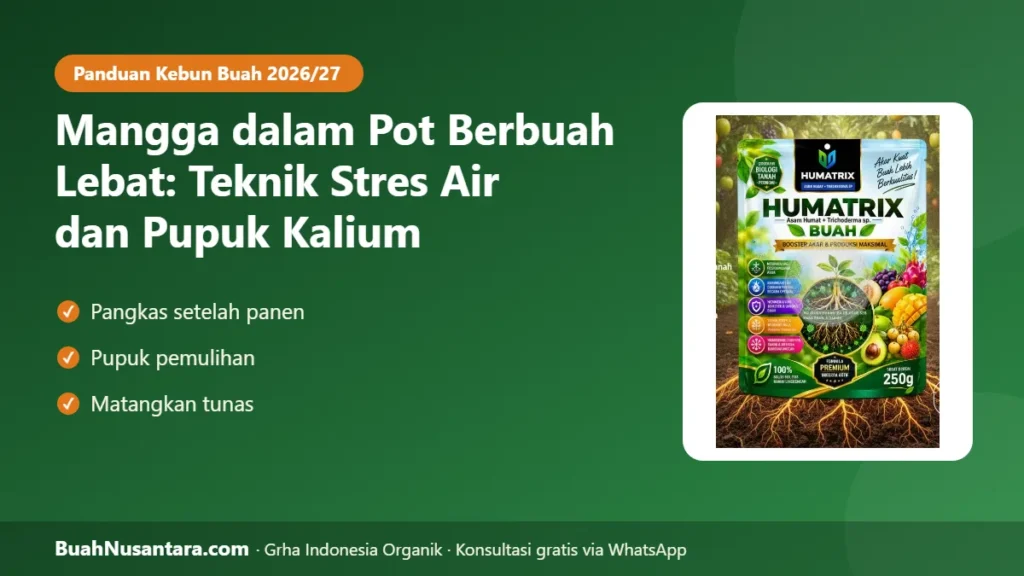 Mangga dalam pot