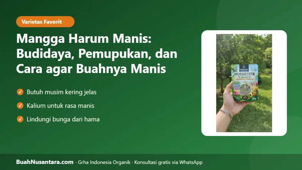 Mangga harum manis