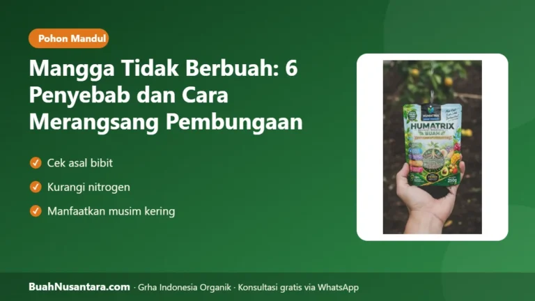 MANGGA Rimbun tapi Mandul? 6 Penyebab Mangga Tidak Berbuah dan Cara Merangsang Bunga