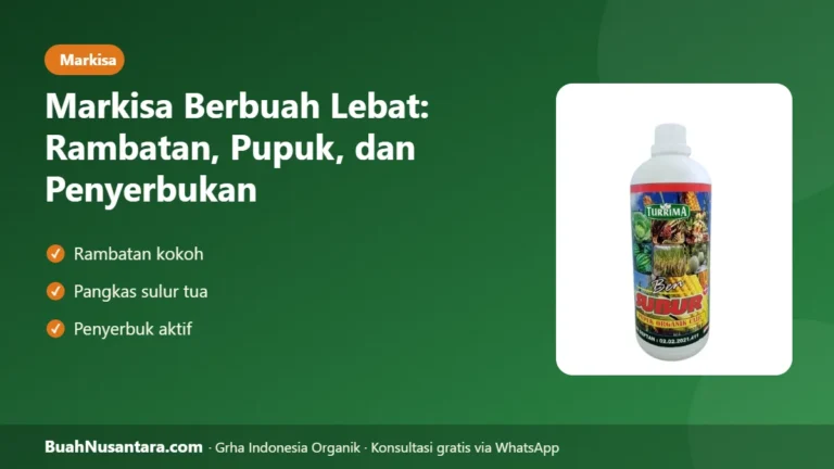 MARKISA Berbuah Lebat di Pekarangan! Rambatan, Pupuk, dan Penyerbukan yang Benar