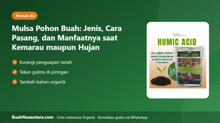 HEMAT AIR 50%? Mulsa Pohon Buah: Jenis, Cara Pasang, dan Manfaatnya saat Kemarau maupun Hujan