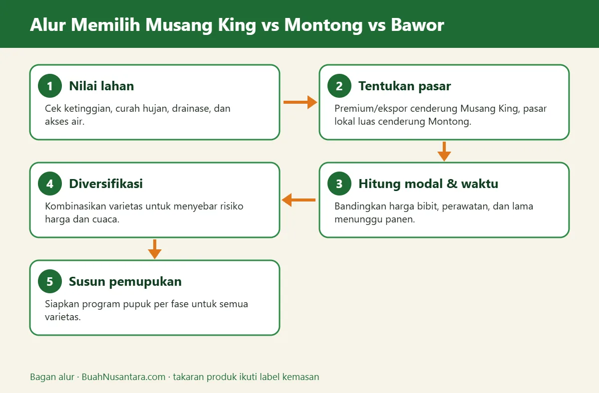 Bagan alur musang king vs montong