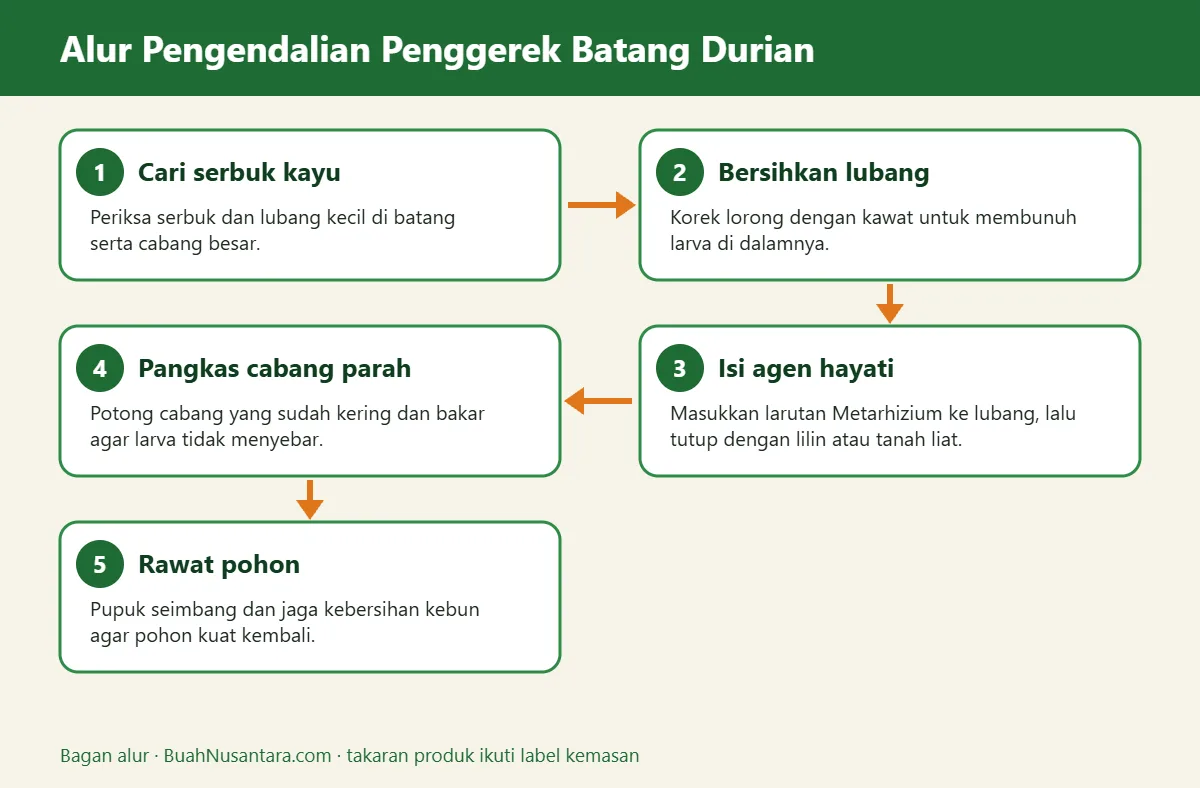 Bagan alur penggerek batang durian