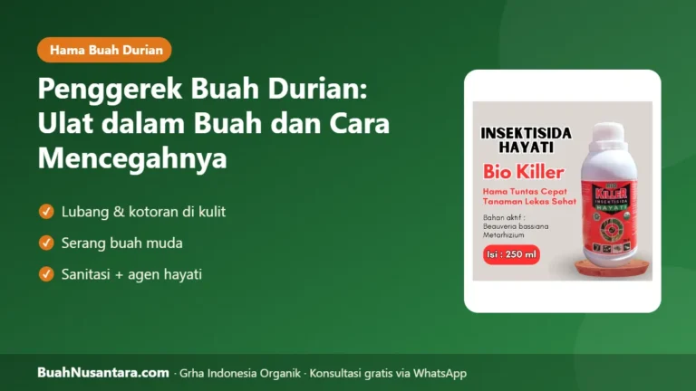 BUAH Durian Berulat dari Dalam? Penggerek Buah Durian dan Cara Mencegahnya