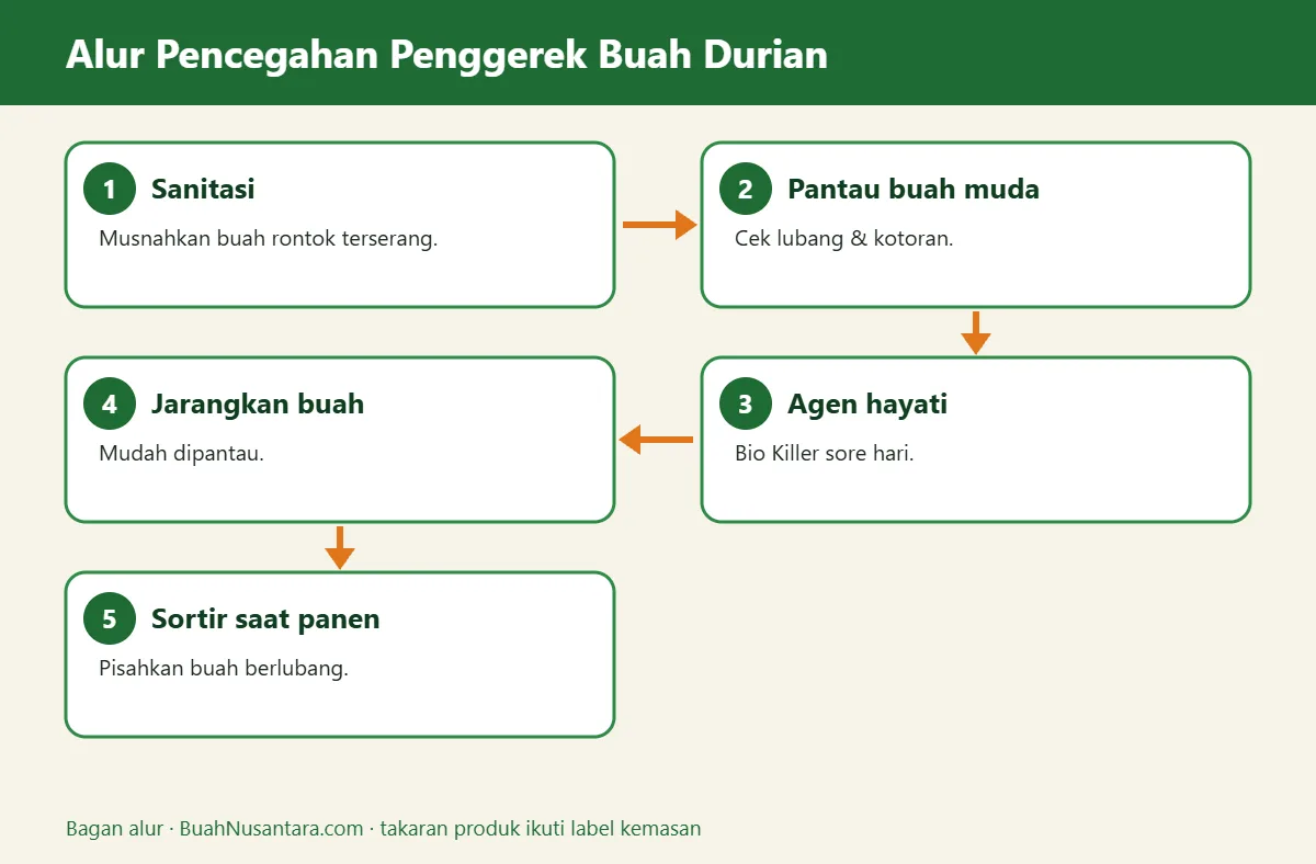 Bagan alur penggerek buah durian