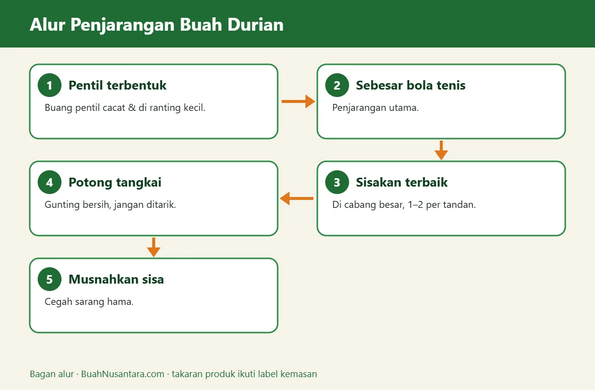 Bagan alur penjarangan buah durian
