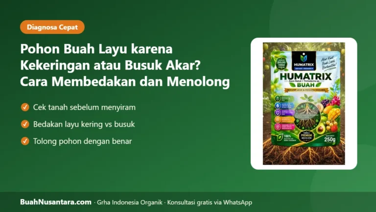 SALAH Diagnosa Pohon Mati! Pohon Buah Layu karena Kekeringan atau Busuk Akar? Begini Membedakannya