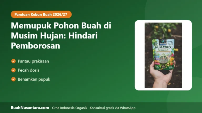 STOP Pupuk Hanyut! Memupuk Pohon Buah di Musim Hujan 2026/27 agar Tidak Boros dan Akar Tidak Busuk