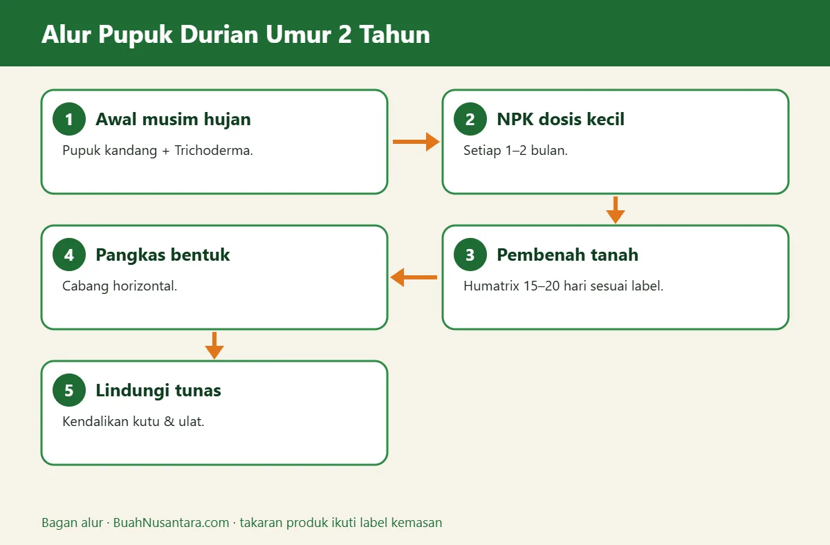 Bagan alur pupuk durian umur 2 tahun