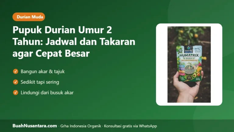 DURIAN Muda Cepat Besar! Jadwal dan Takaran Pupuk Durian Umur 2 Tahun
