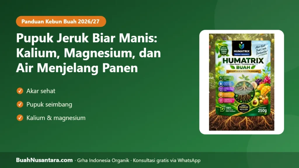 Pupuk jeruk biar manis