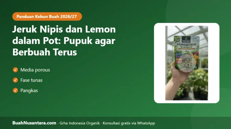 BERBUAH Terus Tanpa Henti! Jeruk Nipis & Lemon dalam Pot: Jadwal Pupuk agar Bunga Muncul Sepanjang Tahun