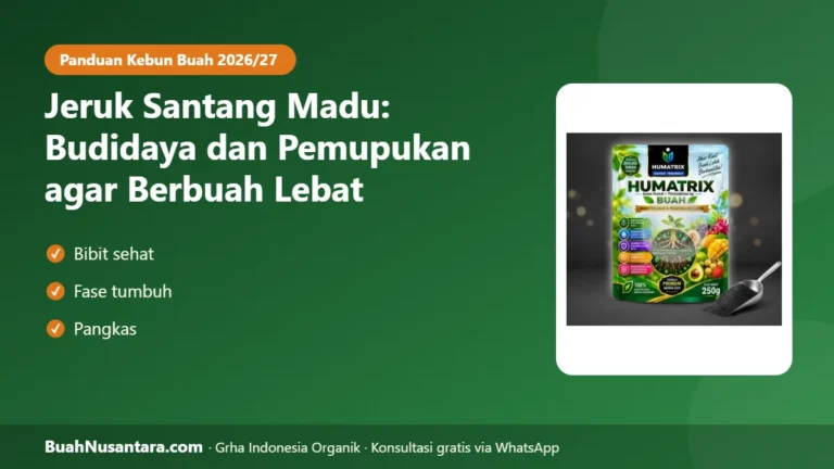 MANIS & Berbuah Lebat! Jeruk Santang Madu: Budidaya dan Pola Pemupukan untuk Kebun & Tabulampot