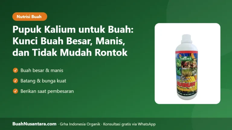 BUAH Besar & Manis! Pupuk Kalium untuk Buah: Kunci agar Buah Tidak Mudah Rontok